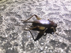 Teleogryllus mitratus