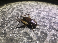 Teleogryllus mitratus