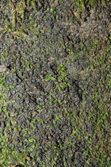 Scytinium juniperinum