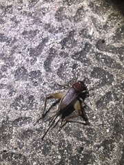Teleogryllus mitratus