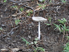 Agaricales
