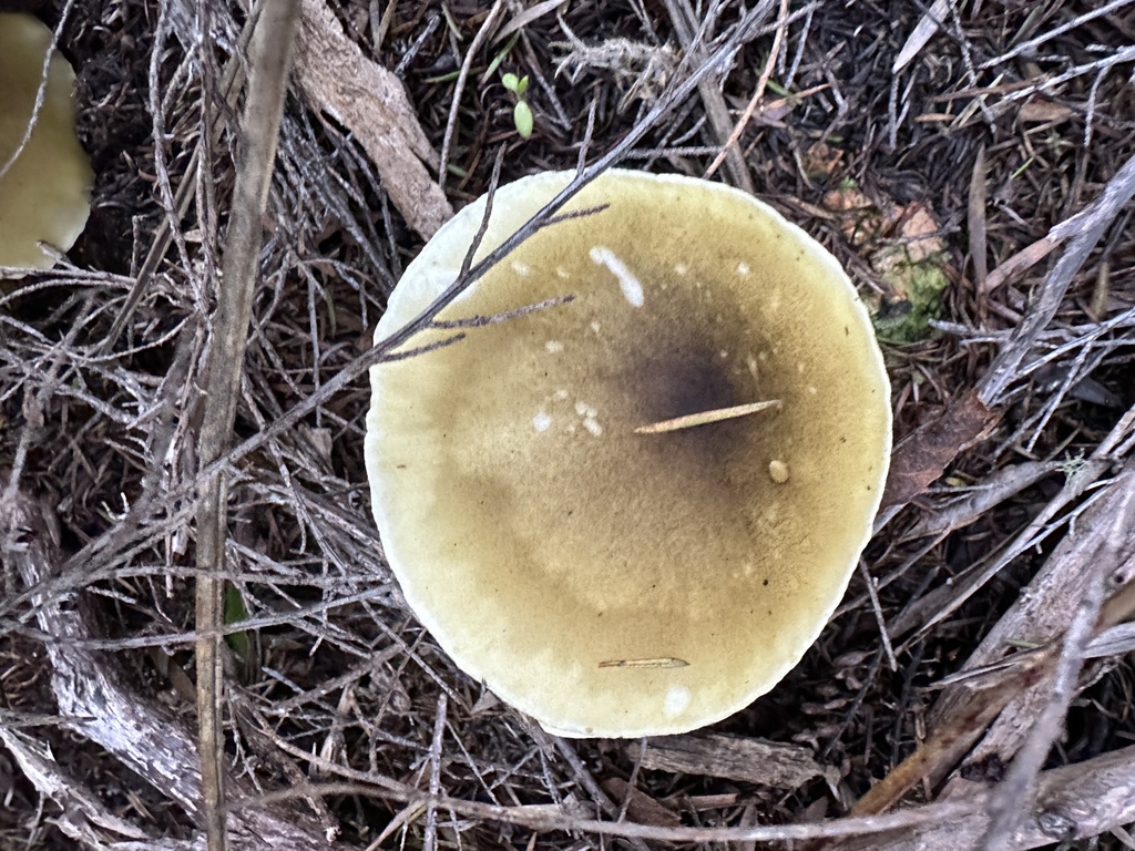 Tricholoma viridiolivaceum · June 2025 · photo: © quokka2 (iNaturalist, cc-by)