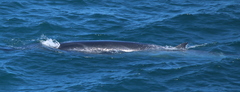 Balaenoptera