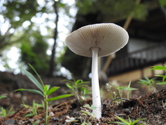 Agaricales