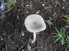 Agaricales