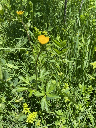 Ranunculus caucasicus, photograph 5