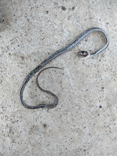 grass snake