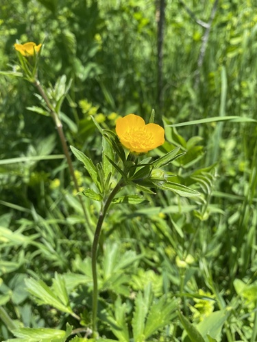 Ranunculus caucasicus, photograph 6