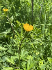 Ranunculus caucasicus, photograph Наталья Пикалова, CC BY, iNaturalist via GBIF