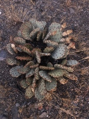 Opuntia basilaris brachyclada