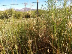 Juncus mexicanus