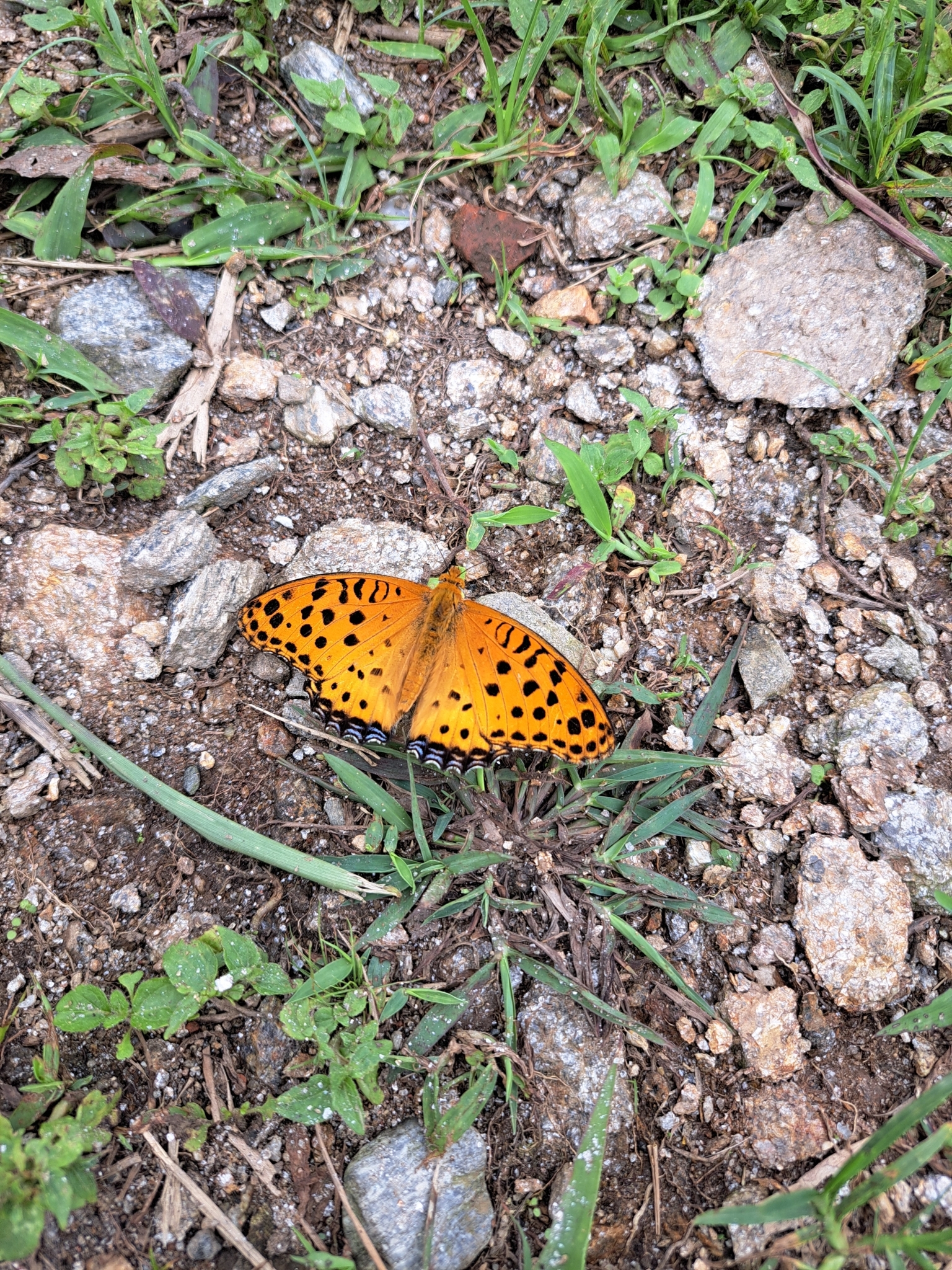 Tropical Fritillary