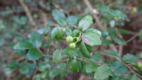 Xylosma pancheri observed 2025-06-08