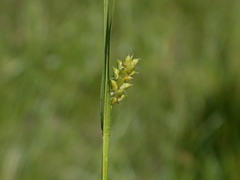 Carex conoidea