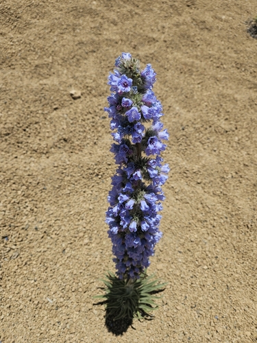 Echium auberianum, photograph 4