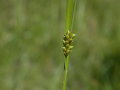 Carex conoidea