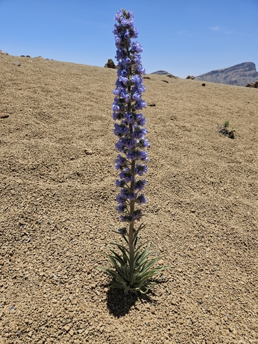 Echium auberianum, photograph 5