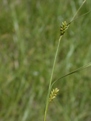 Carex conoidea