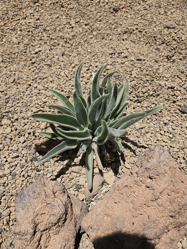 Echium auberianum, photograph 3