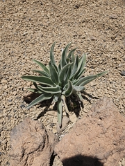 Echium auberianum, photograph (c) liam1294, some rights reserved (CC BY)