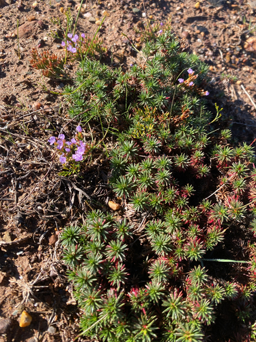 Overberg Sea-Lavendar (Limonium kraussianum)