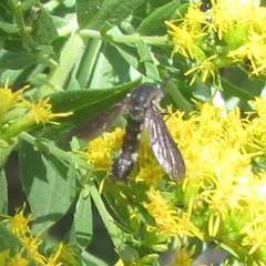 Lepidophora lepidocera