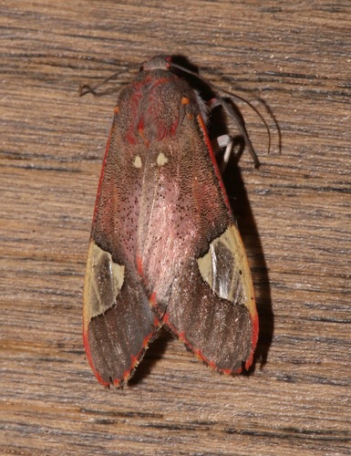 Grote's bertholdia photo 2