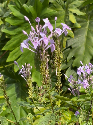 Pseuderanthemum graciliflorum