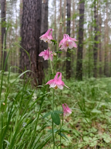 Aquilegia vulgaris