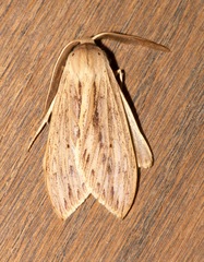 Leucanopsis lurida