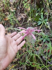 Agastache pallida pallida