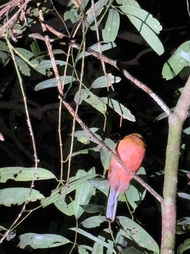 Scarlet-rumped Trogon (Harpactes duvaucelii), photo 8