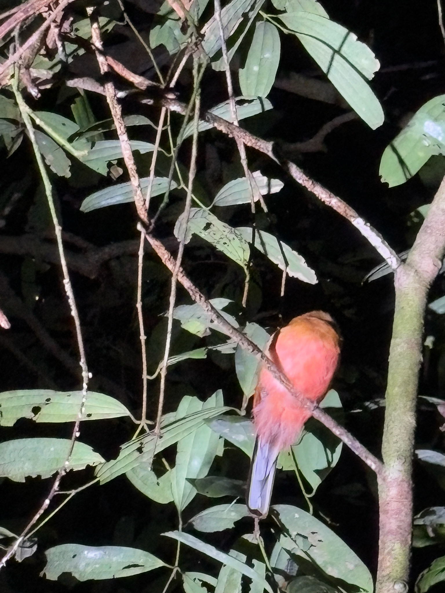 Scarlet-rumped Trogon (Harpactes duvaucelii), photo 8