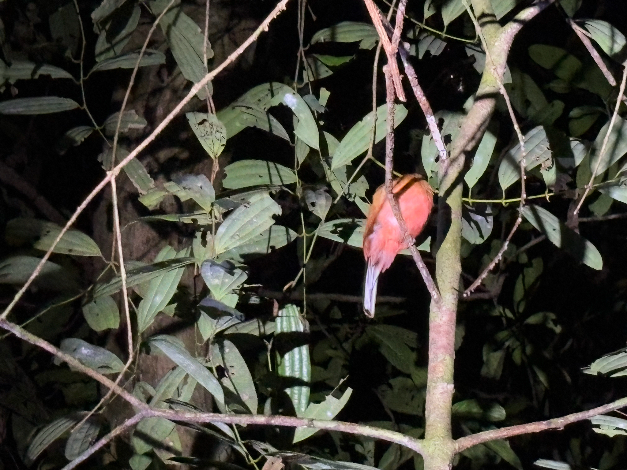 Scarlet-rumped Trogon (Harpactes duvaucelii), photo 7