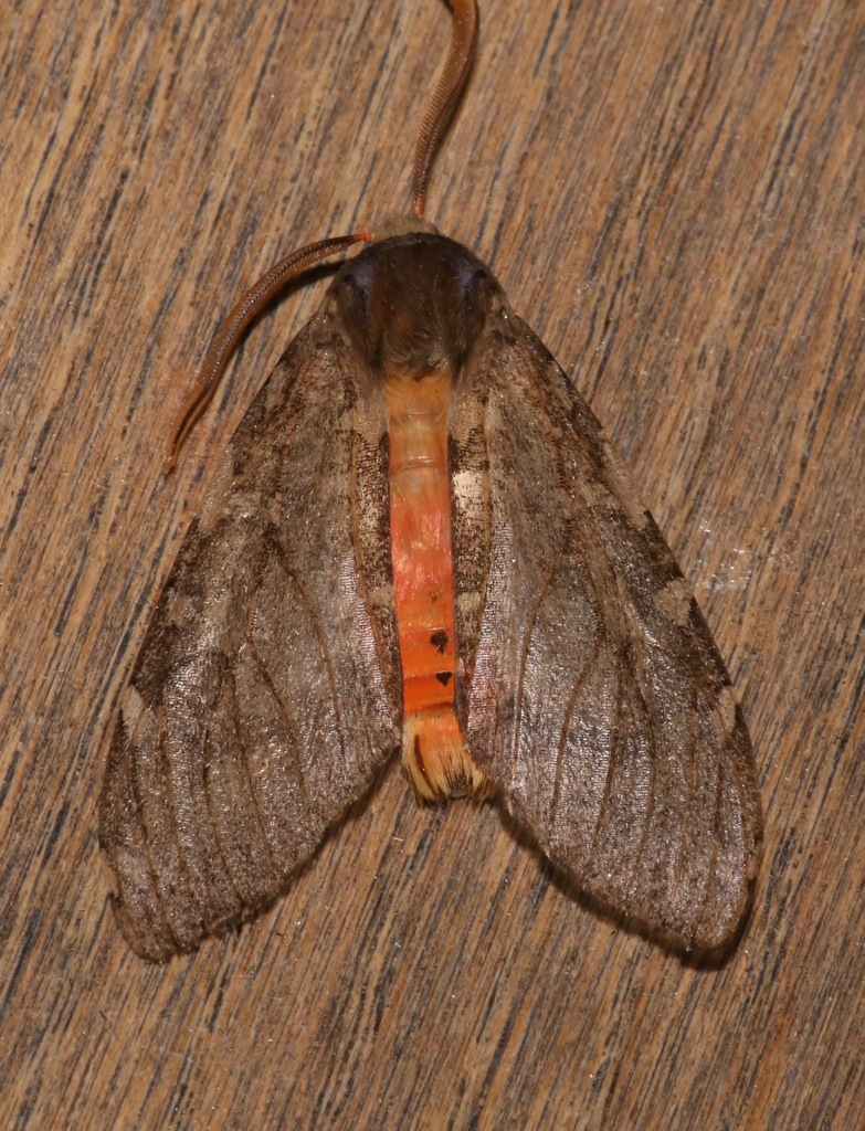 Freckled Glassy-wing