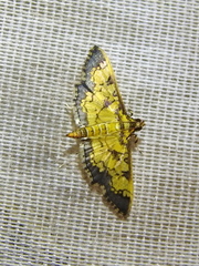 Ategumia