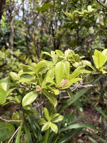 Myrsine kauaiensis observed 2025-06-11