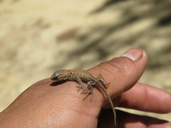 Sceloporus formosus