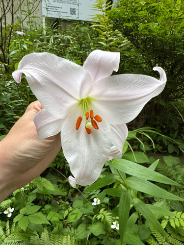 Bamboo Lily (Lilium japonicum)