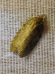 Polyortha