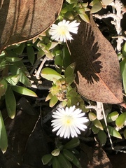 Delosperma litorale