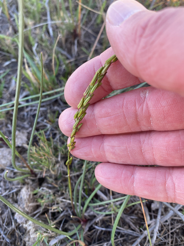 Triglochin bulbosa (Triglochin bulbosa)