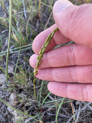 Triglochin bulbosa, photograph (c) Simon Tamblyn, some rights reserved (CC BY)