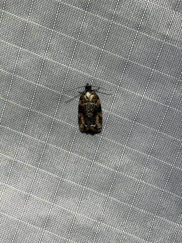Spheterista observed 2025-06-11