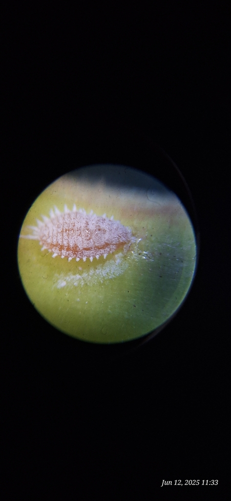 vine mealybug
