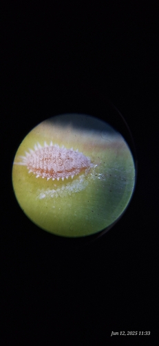 vine mealybug