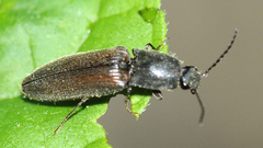 Hemicrepidius