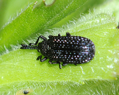 Microrhopala excavata