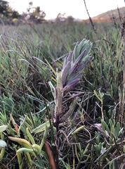 Chloropyron maritimum palustre