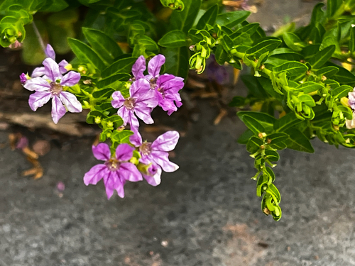 False heather